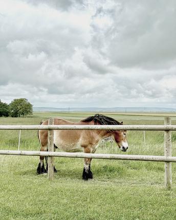 Adrien Dhondt