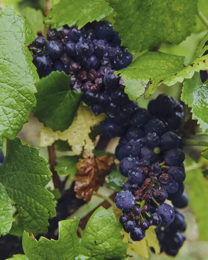 Vignes Champagne — Grains Nobles