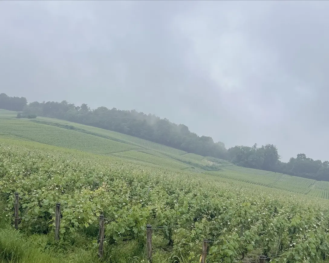 Dégustation champagne — Grains Nobles